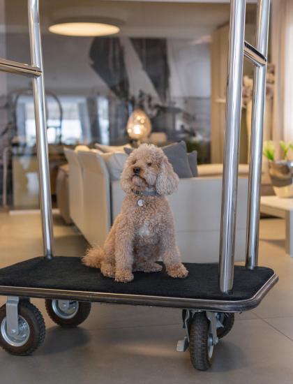 Hund sitzt auf einem Wagen in einem modernen Wohnzimmer.