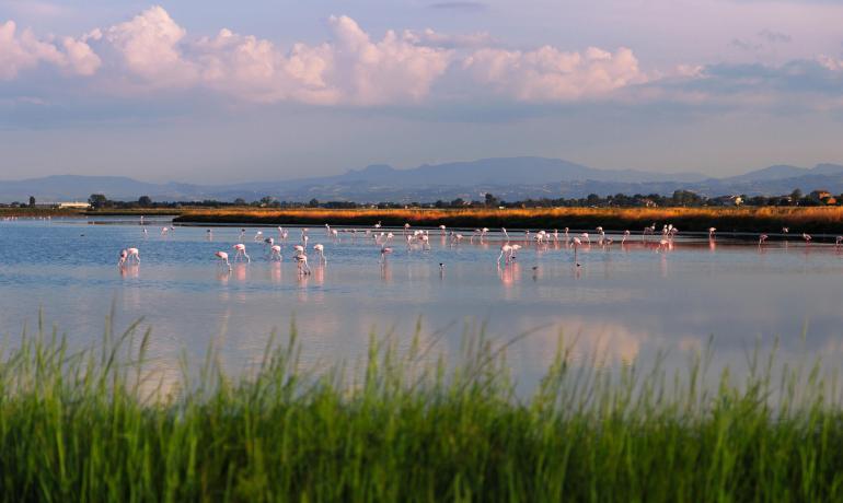 Rosa Flamingos in einer Lagune bei Sonnenuntergang, mit Bergen im Hintergrund.