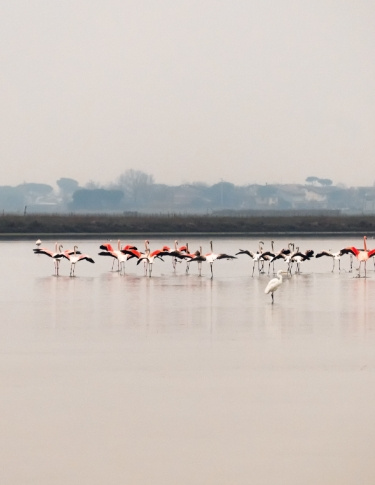 Fenicotteri rosa e bianchi in una laguna con cielo grigio sullo sfondo.