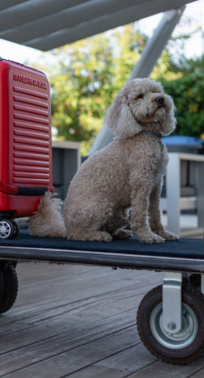 Cane e valigia rossa su carrello, persona in piedi accanto.